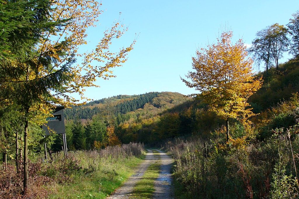 Close forest trunks and misted paths in autumn light.
