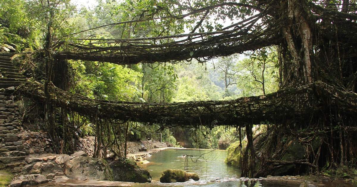 Meghalaya’s Living Root Bridges: Ancient Engineering That Grows Stronger