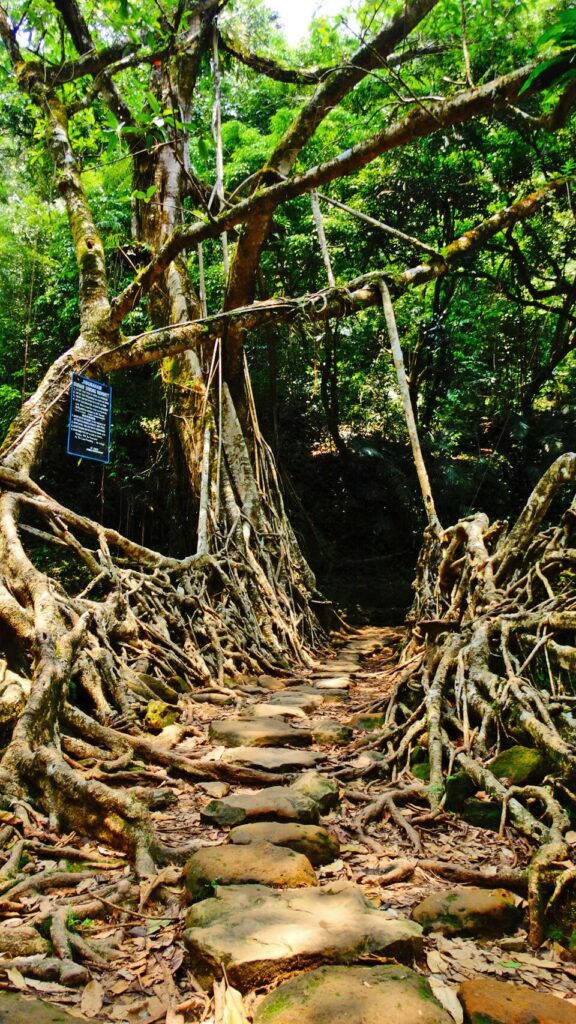 Jingmaham living root bridge at Riwai near Mawlynnong