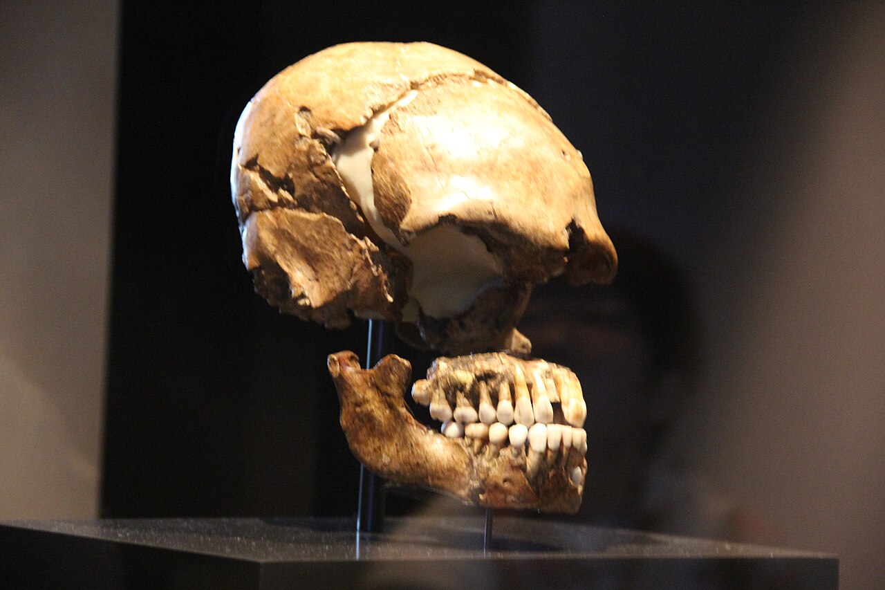 Neanderthal skull showing intact teeth suitable for dental calculus analysis