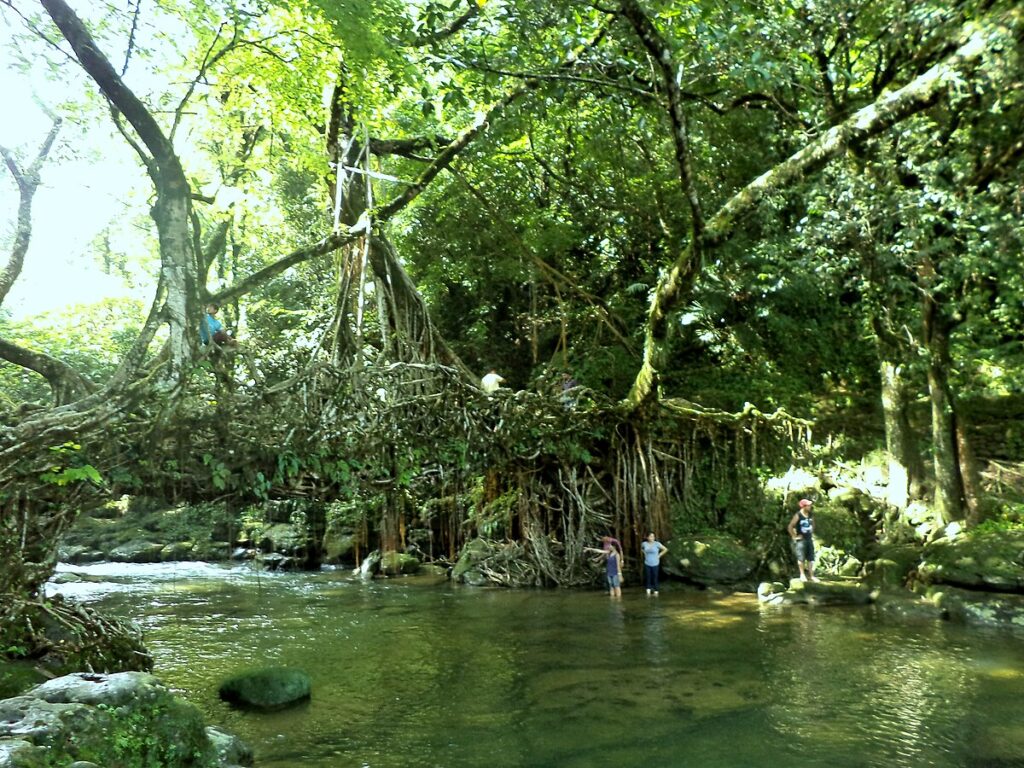 Living root bridge connecting Mawlynnong and Nohwet villages