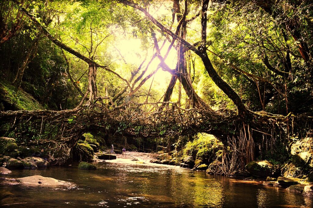 Living root bridge in the Cherrapunji region