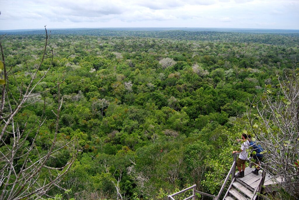 Forest canopy seen from the summit of La Danta at El Mirador.