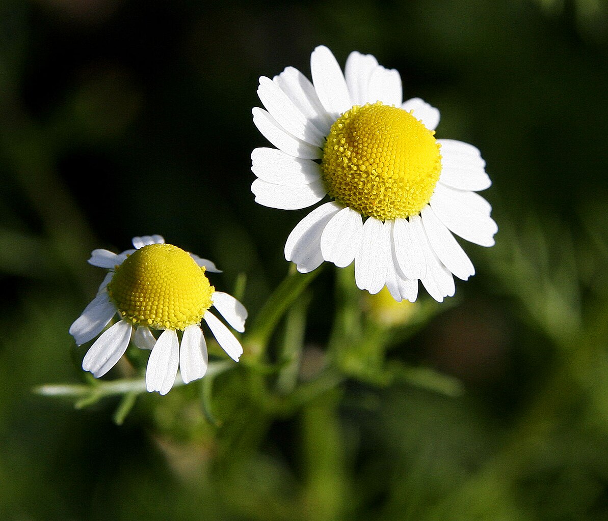  Close view of wild chamomile with white ray florets and yellow disc